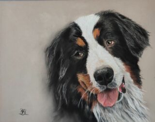 Hundeportrait in Pastell - Berner Sennenhund mit hellgrauem Hintergrund