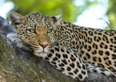 Leopard entspannt liegend auf einem Baumstamm. Referenzbild